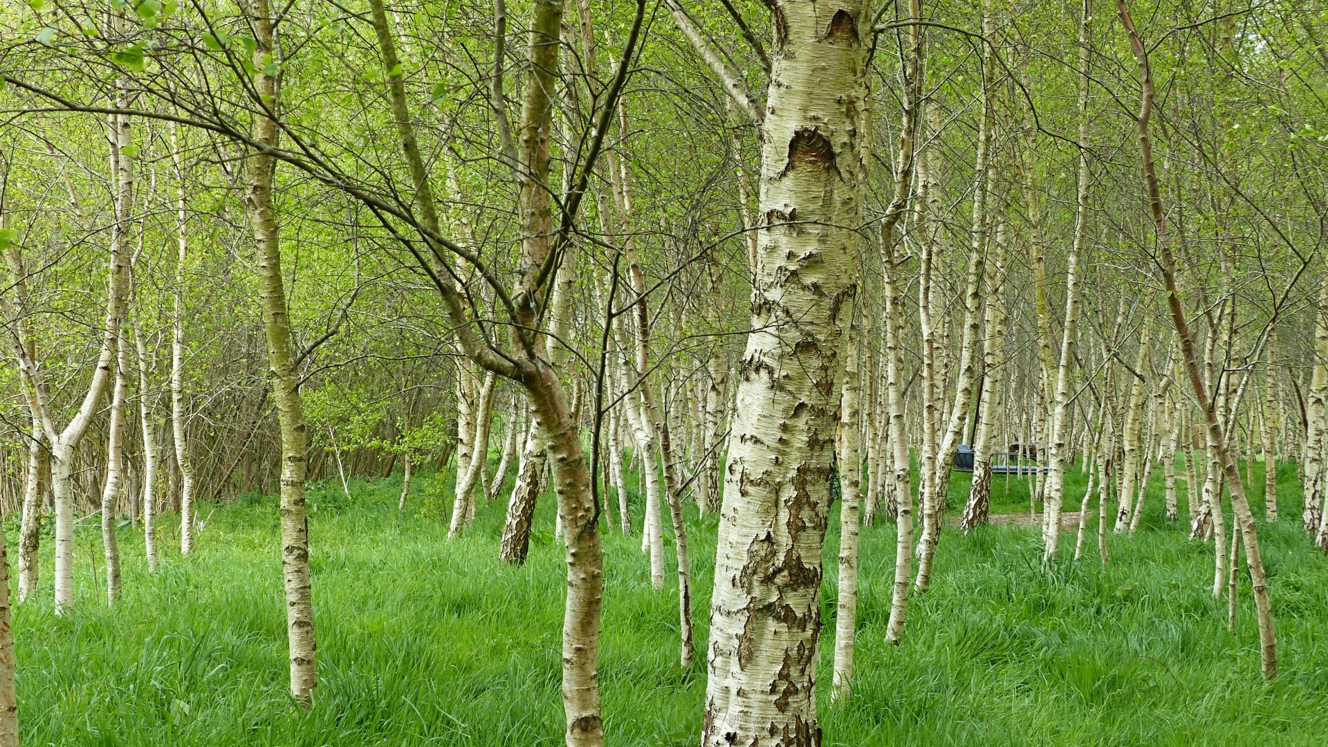 Silver birch trees with grassy woodland floor