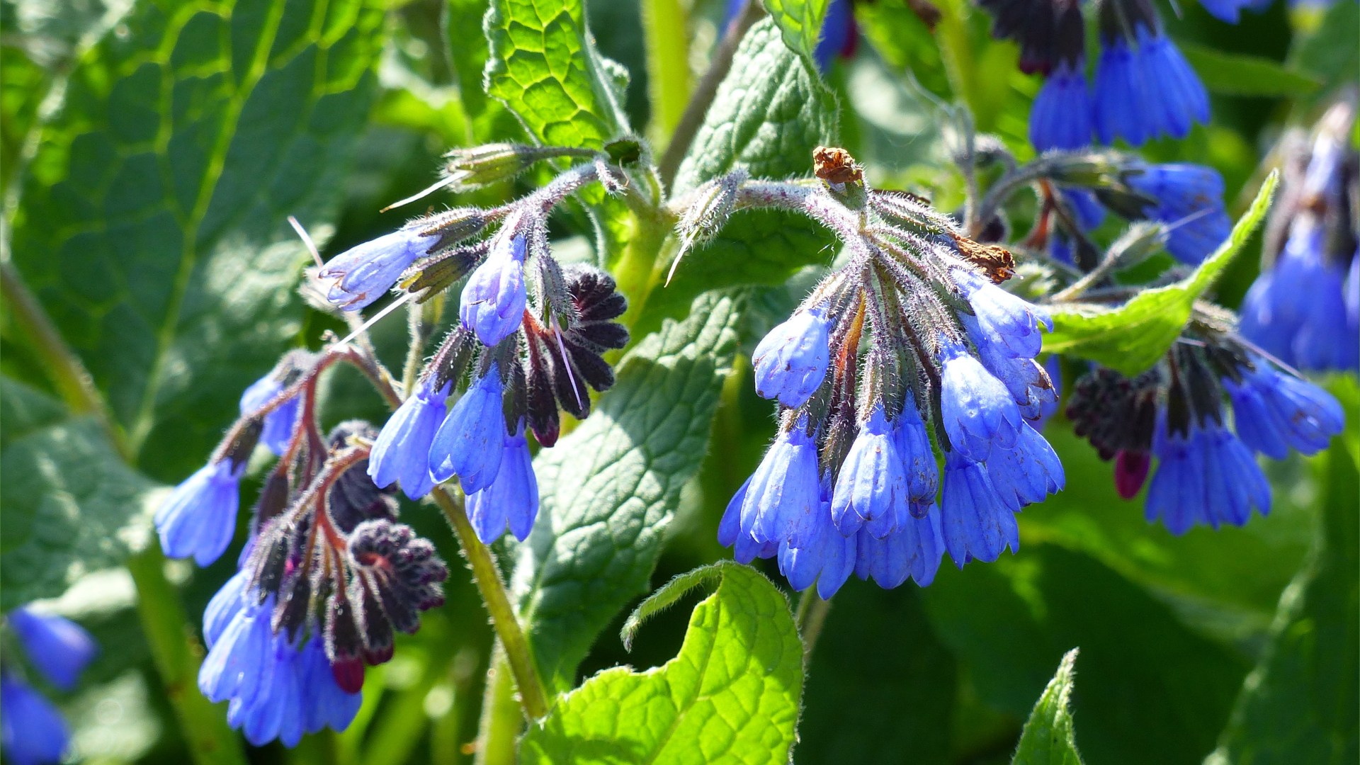 Blue flowers of Borage