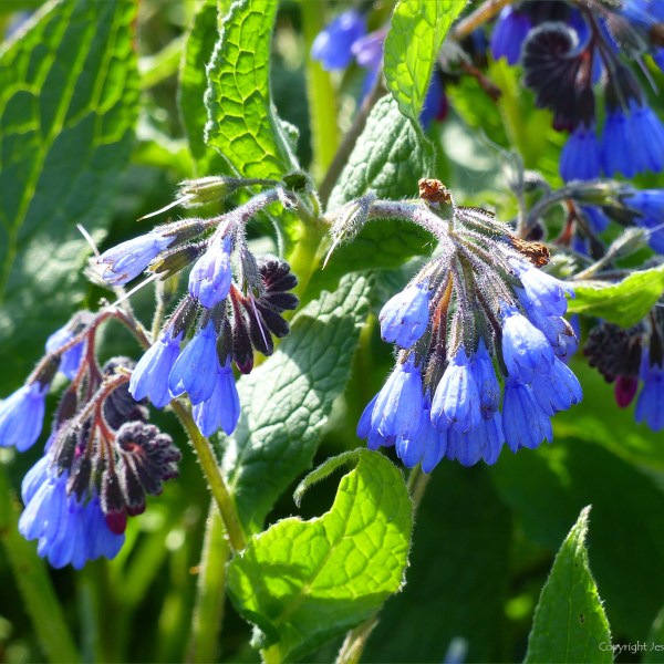 Blue flowers of Borage