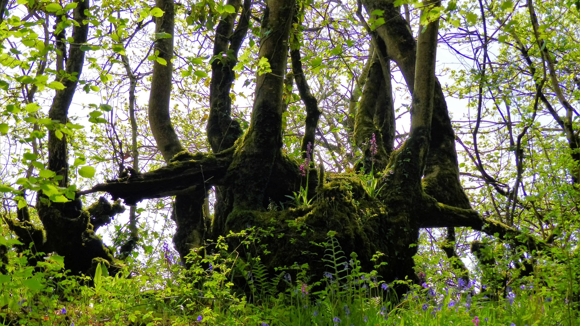 The remains of an ancient hedgerow on a vegetated bank in a Dorset country lane in Spring