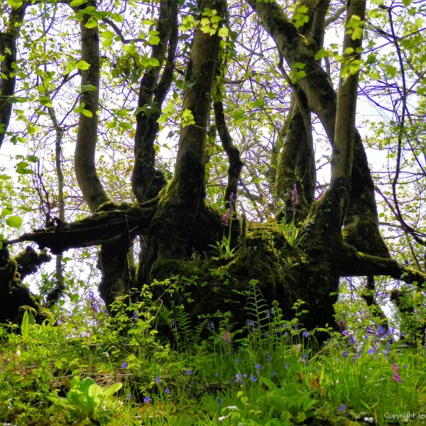 The remains of an ancient hedgerow on a vegetated bank in a Dorset country lane in Spring