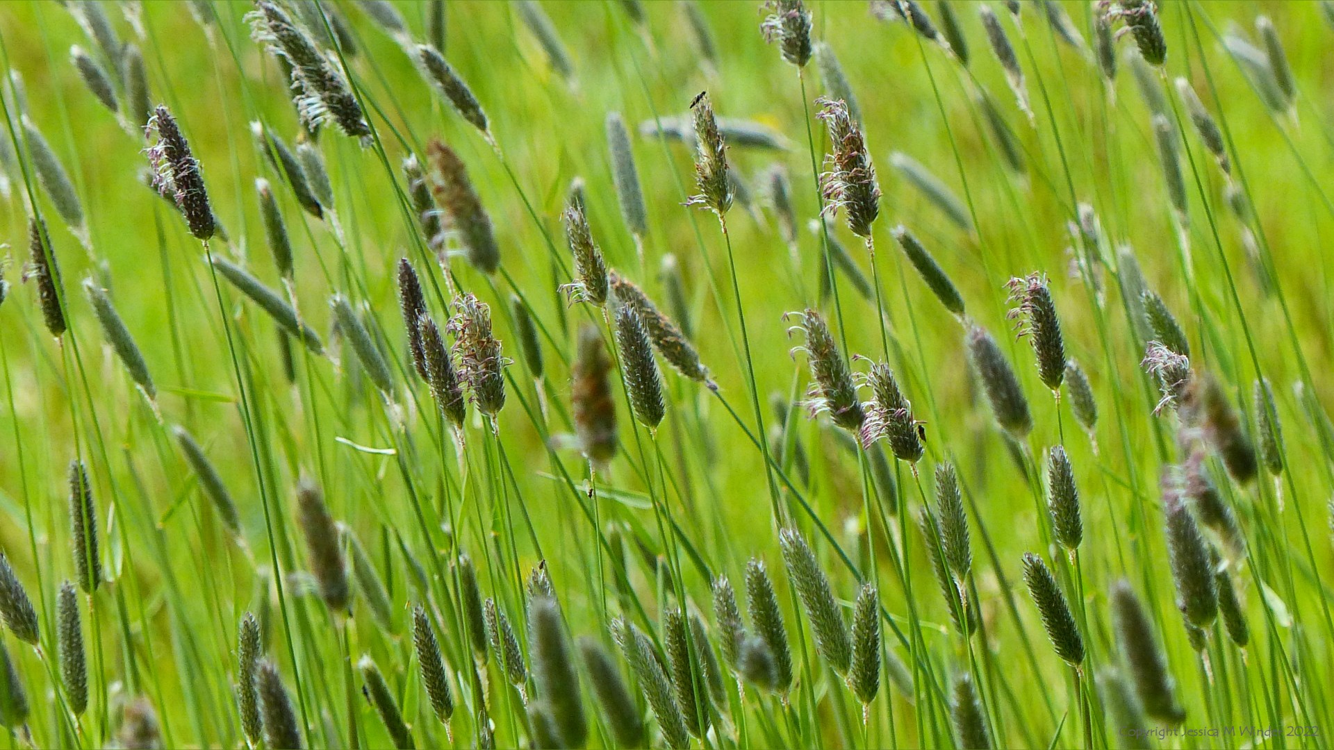 Close-up of flowering grasses in a Dorset meadow in May