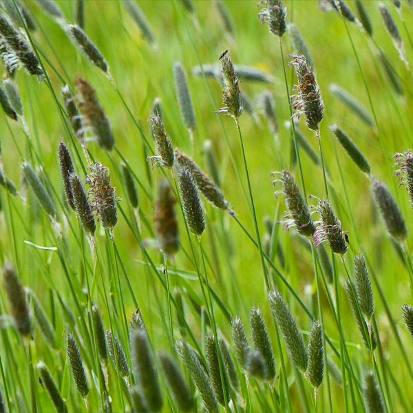 Close-up of flowering grasses in a Dorset meadow in May