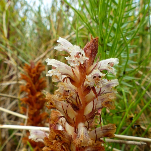A stem of Common Broomrape flowers growing amongst other sand dune vegetation