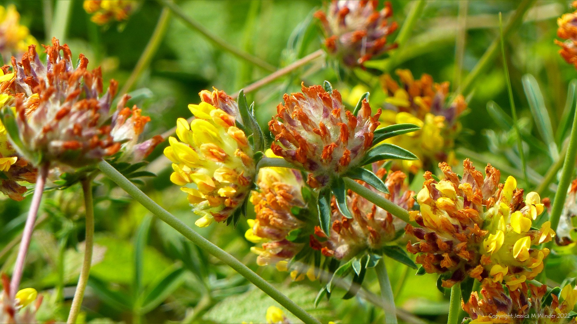 Yellow Kidney Vetch flowers (Anthyllis vulneraria) growing on dunes