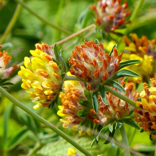 Yellow Kidney Vetch flowers (Anthyllis vulneraria) growing on dunes
