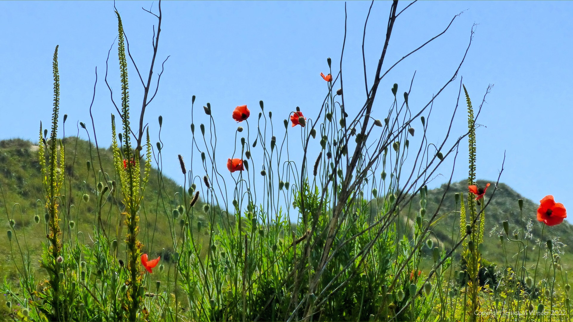 Tall yellow Weld and orange-red Long-headed Poppy flowers growing on dunes