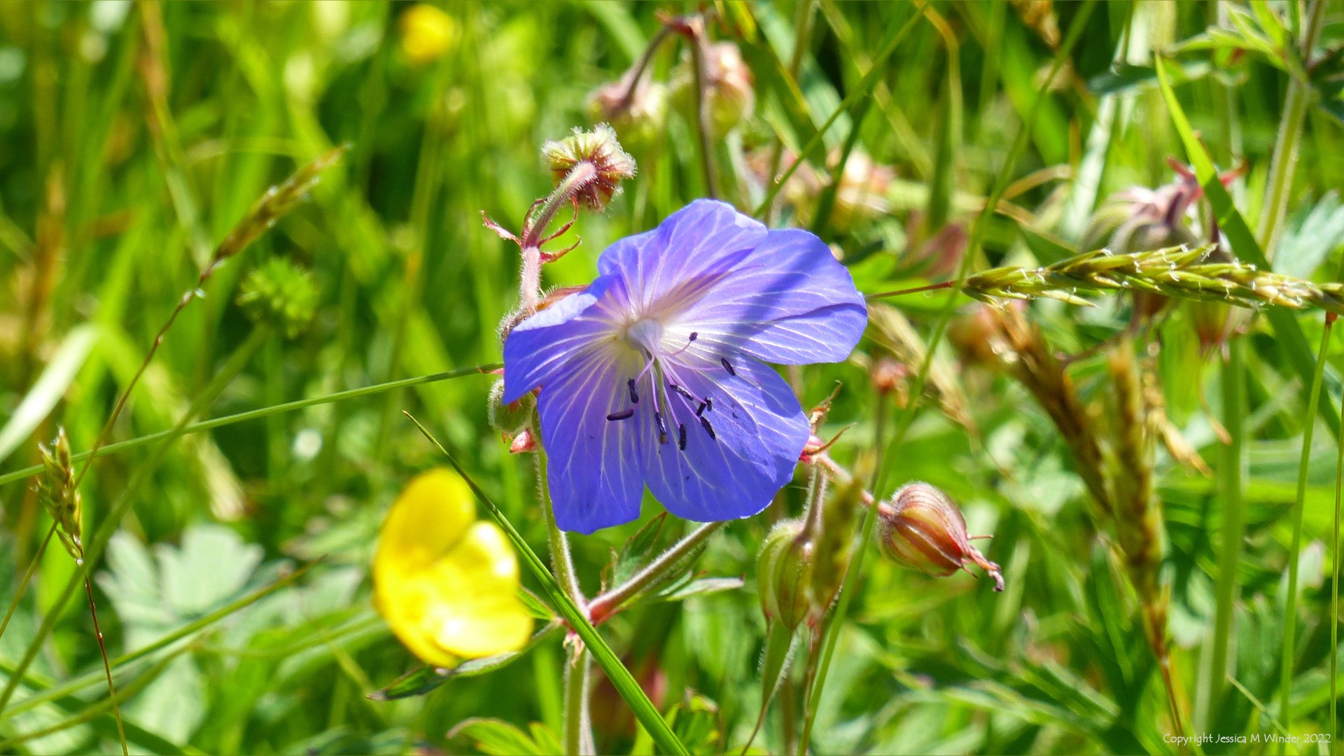 Blue flower of native British Meadow Crane's-bill in grass