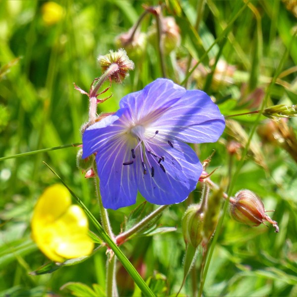 Blue flower of native British Meadow Crane's-bill in grass
