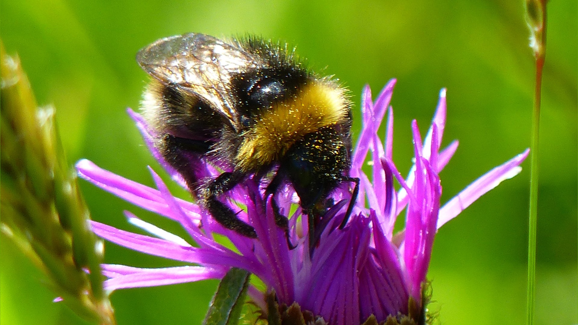 Bumble bee covered in pollen feeding on a pink Knapweed flower
