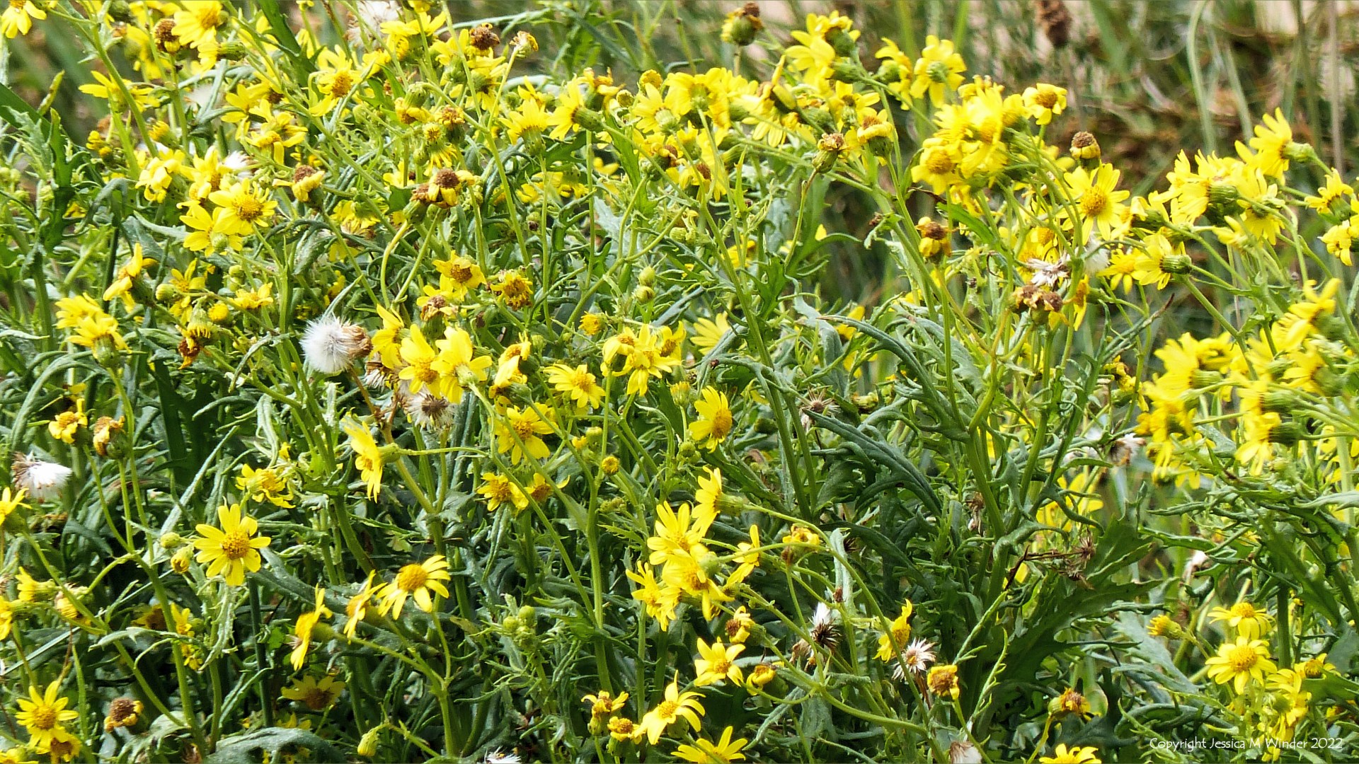 Plant with yellow daisy-like flowers growing wild on a sand dune