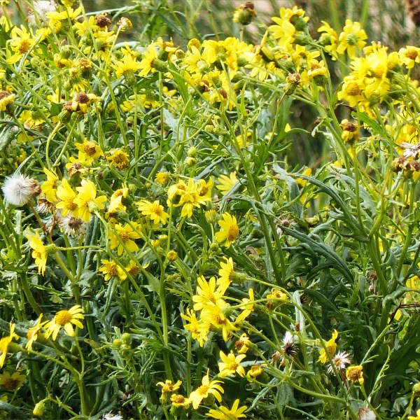Plant with yellow daisy-like flowers growing wild on a sand dune