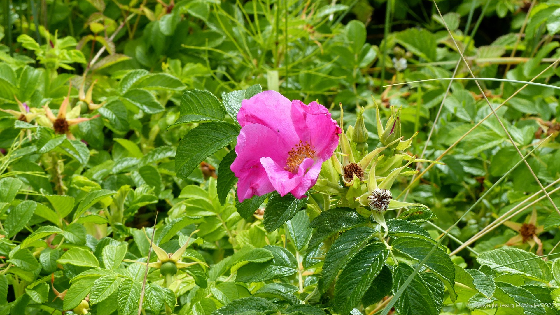 Deep pink flower and green leaves of Japanese Rose growing on a sand dune
