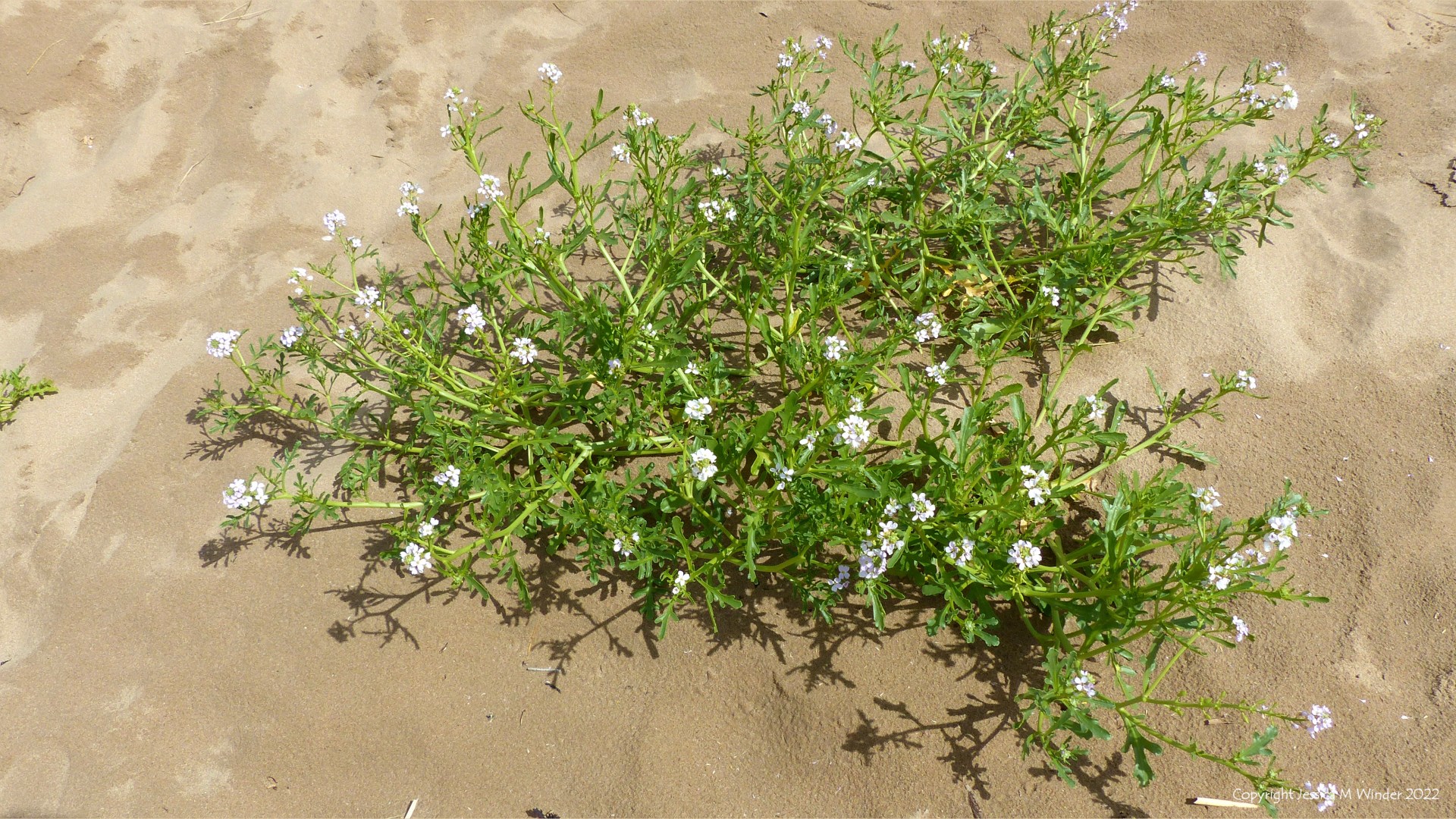 Flowering Sea Rocket (Cakile maritima) plant growing on sand