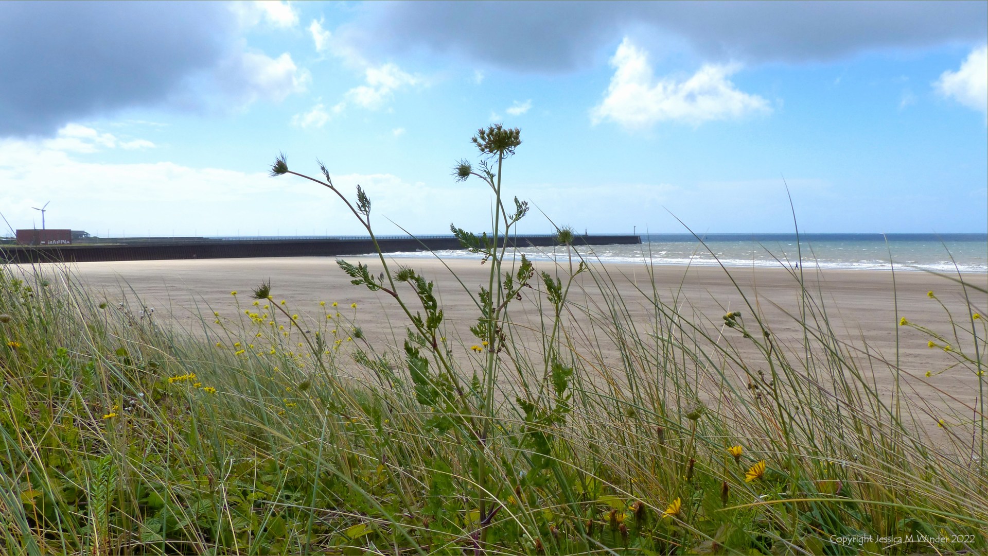 White flowers of Wild or Sea Carrot growing with other plants on a sand dune