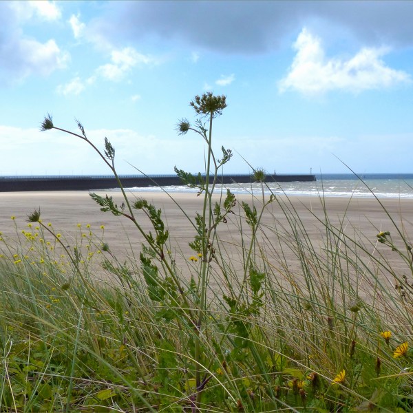 White flowers of Wild or Sea Carrot growing with other plants on a sand dune