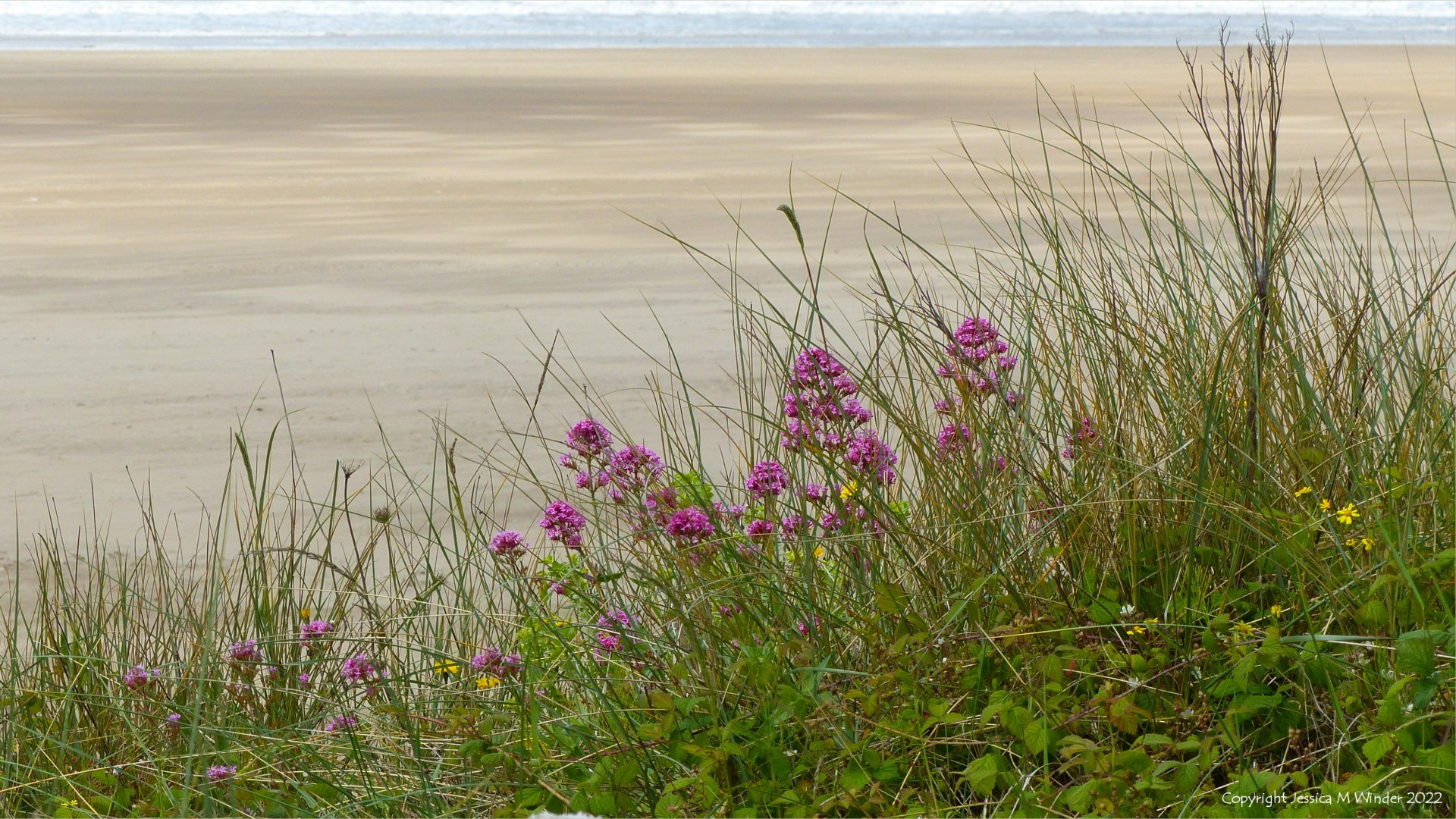 Red Valerian flowers with marram other sand dune vegetation on the edge of a sandy shore