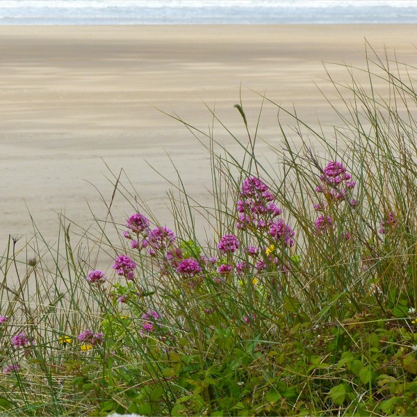 Red Valerian flowers with marram other sand dune vegetation on the edge of a sandy shore