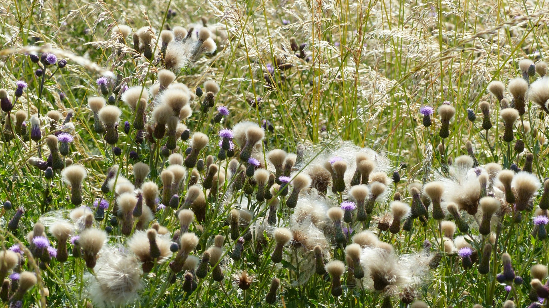 Thistledown seeds developing on Creeping Thistle amongst drying grasses in a field