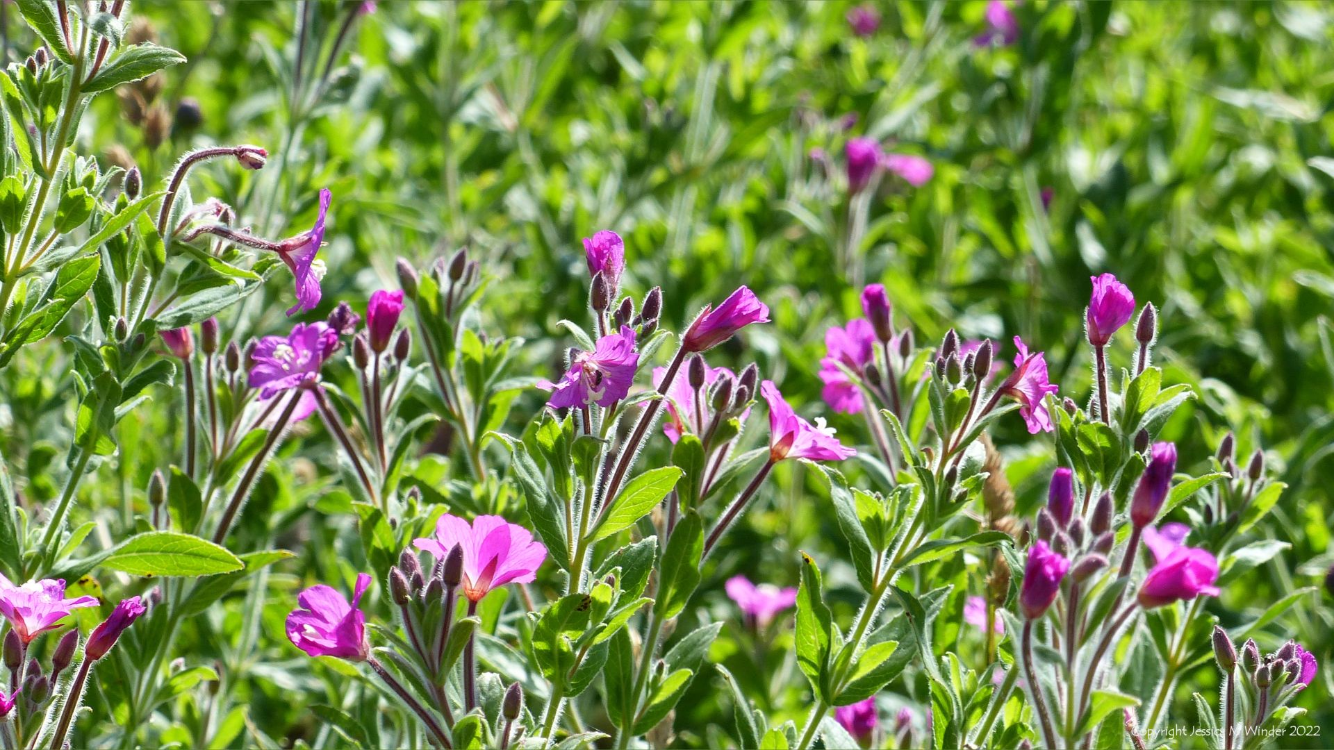 Close-up of pink flowers and tall green vegetation of Great Willowherb at Newport Wetlands Reserve