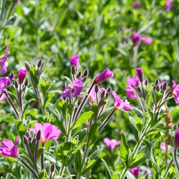 Close-up of pink flowers and tall green vegetation of Great Willowherb at Newport Wetlands Reserve
