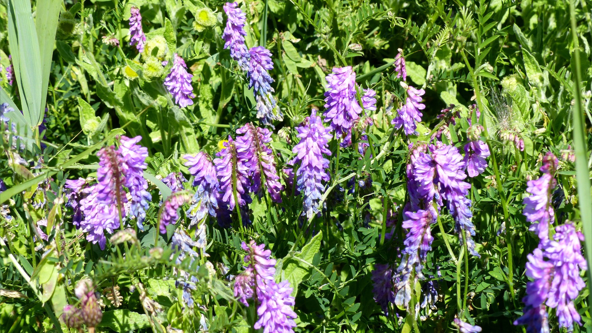 Close-up of the bluish purple flowers of Tufted Vetch (Vicia cracca) growing in a wetland habitat