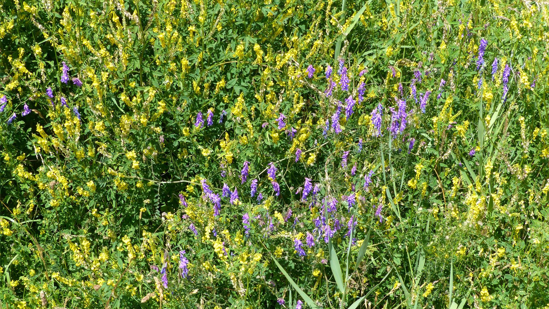 Ribbed Melilot yellow flowers with Tufted Vetch purple flowers