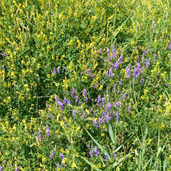 Ribbed Melilot yellow flowers with Tufted Vetch purple flowers
