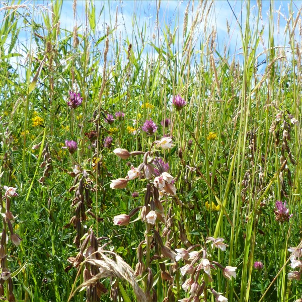 Marsh Helleborine flowers (Orchid family) at Newport Wetlands
