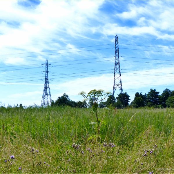 Giant Hogweed with white flowers in damp grassland with pylons and overhead cables