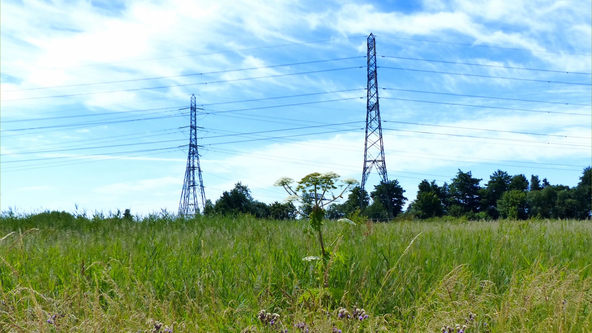 Giant Hogweed with white flowers in damp grassland with pylons and overhead cables