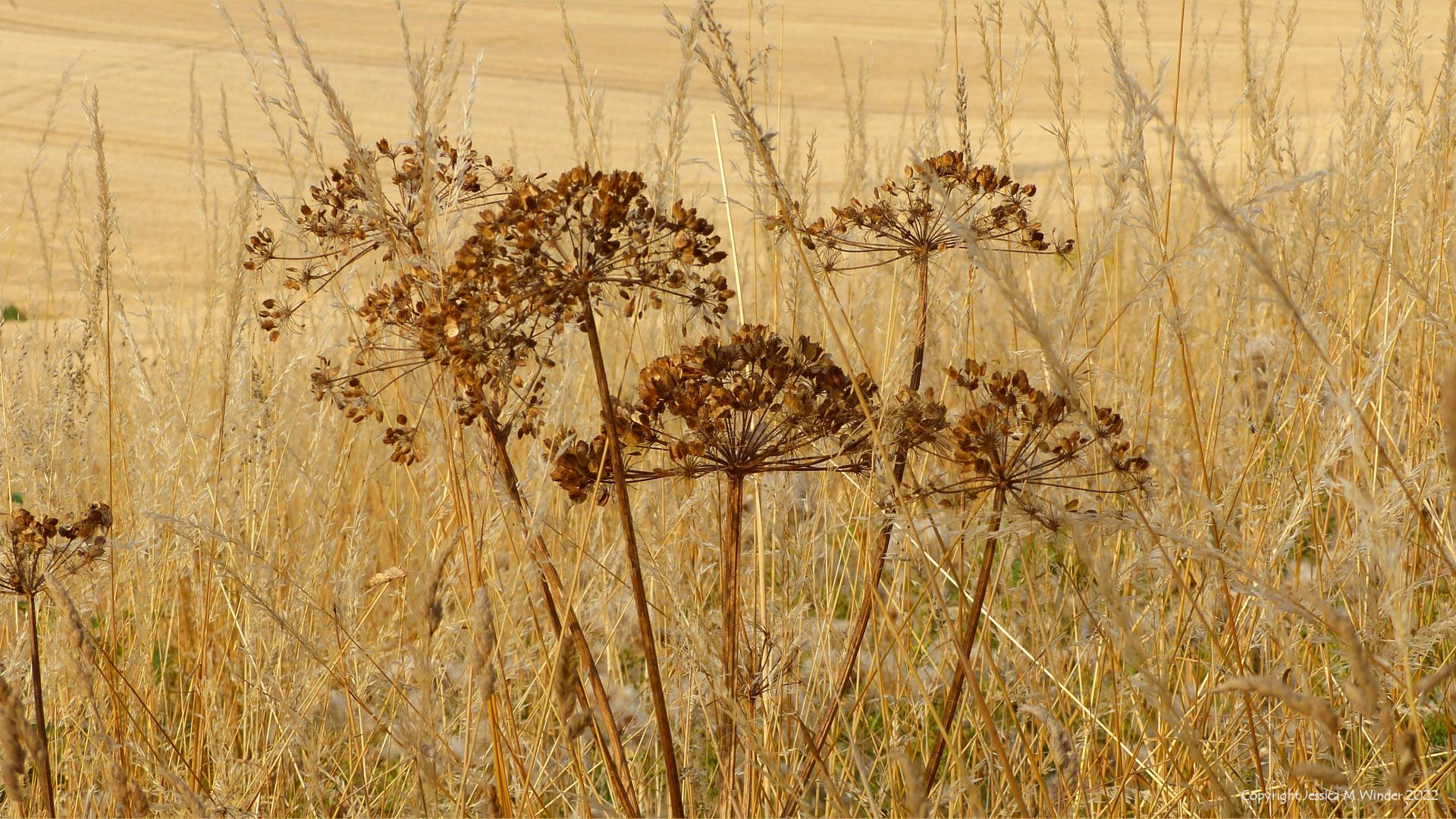 Dry grasses and cow parsley seed heads in a dry landscape