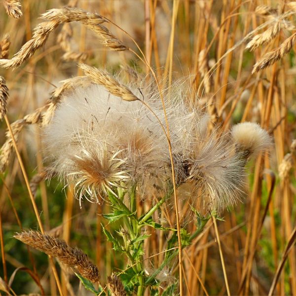 Thistledown and dried grasses in the summer drought