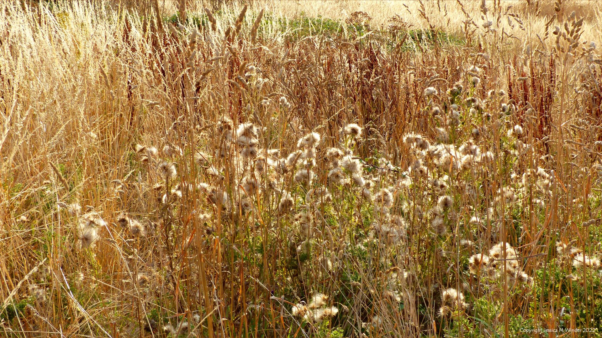 Dry grasses, thistles, and docks in a drought-stricken countryside
