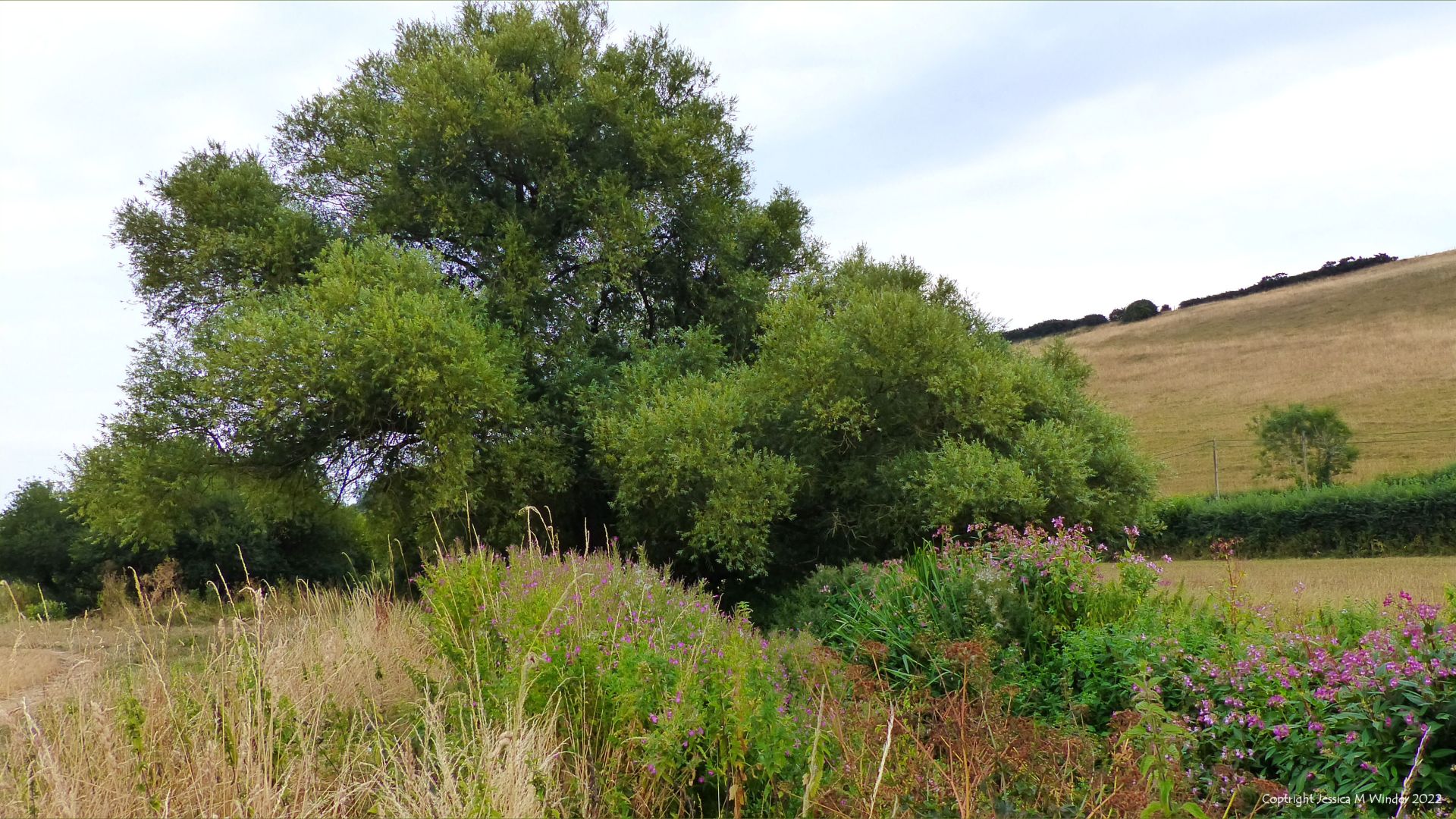 Large willow tree over small river by dry summer fields