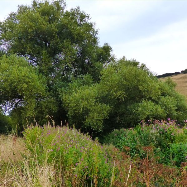 Large willow tree over small river by dry summer fields