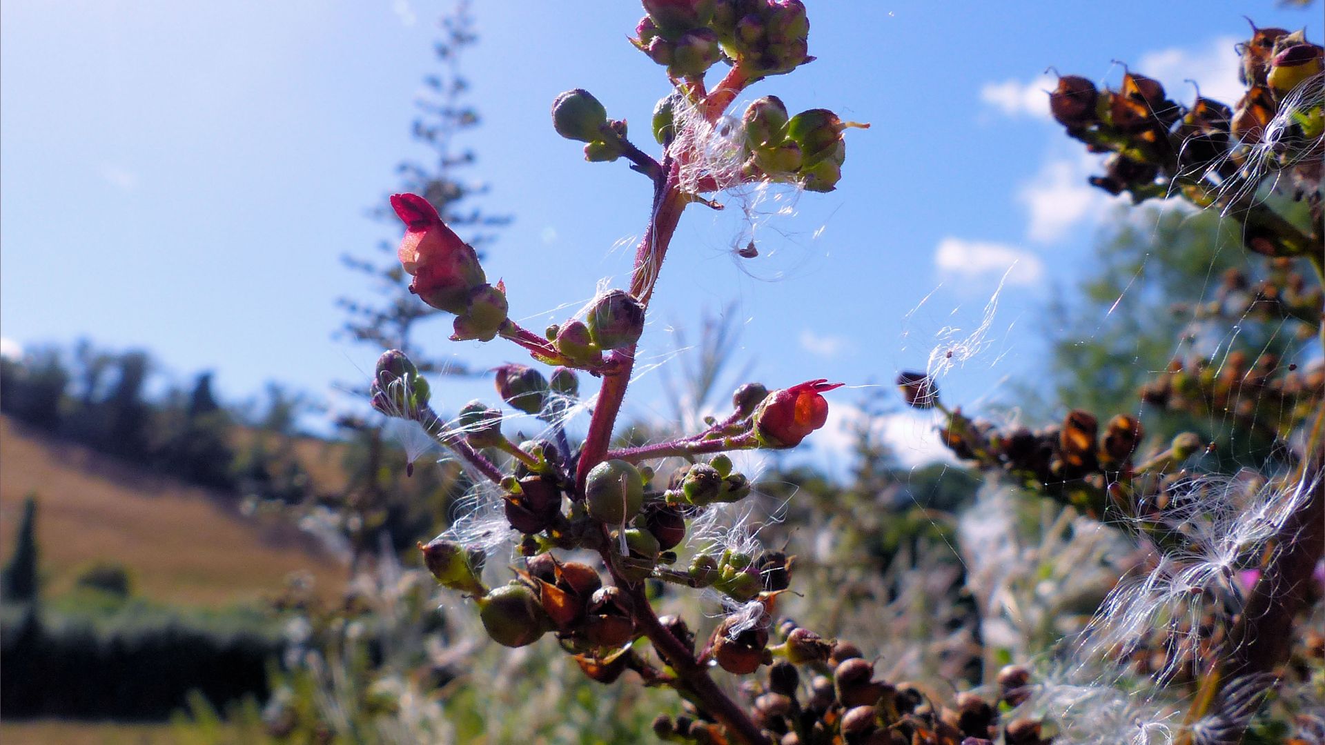 Water Figwort flowers and seed capsules on the riverbank with thistledown seeds