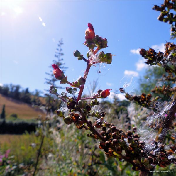 Water Figwort flowers and seed capsules on the riverbank with thistledown seeds