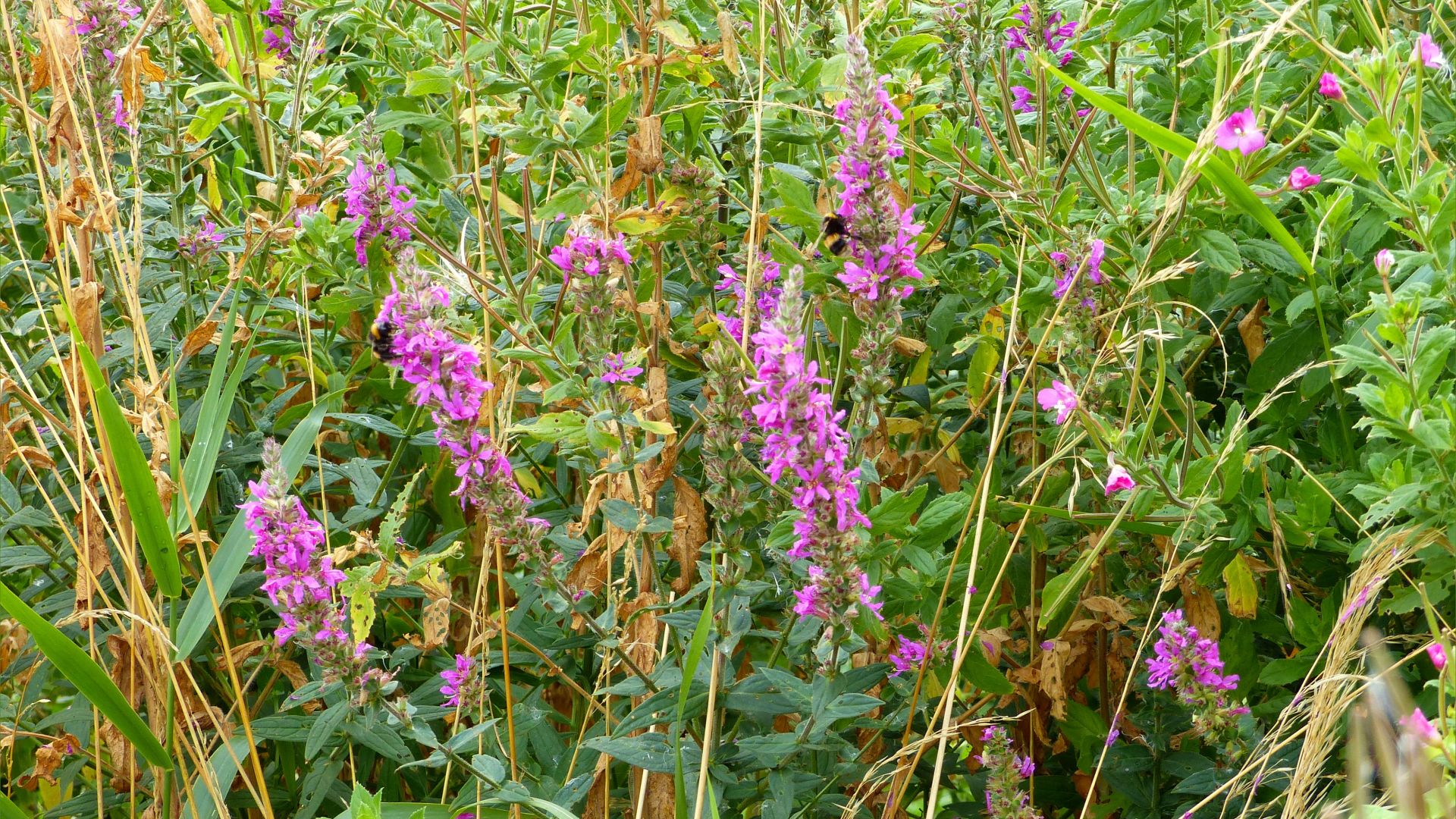 Purple-loosestrife flowers growing wild on a riverbank