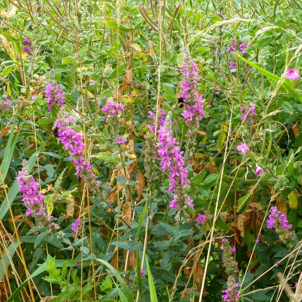 Purple-loosestrife flowers growing wild on a riverbank