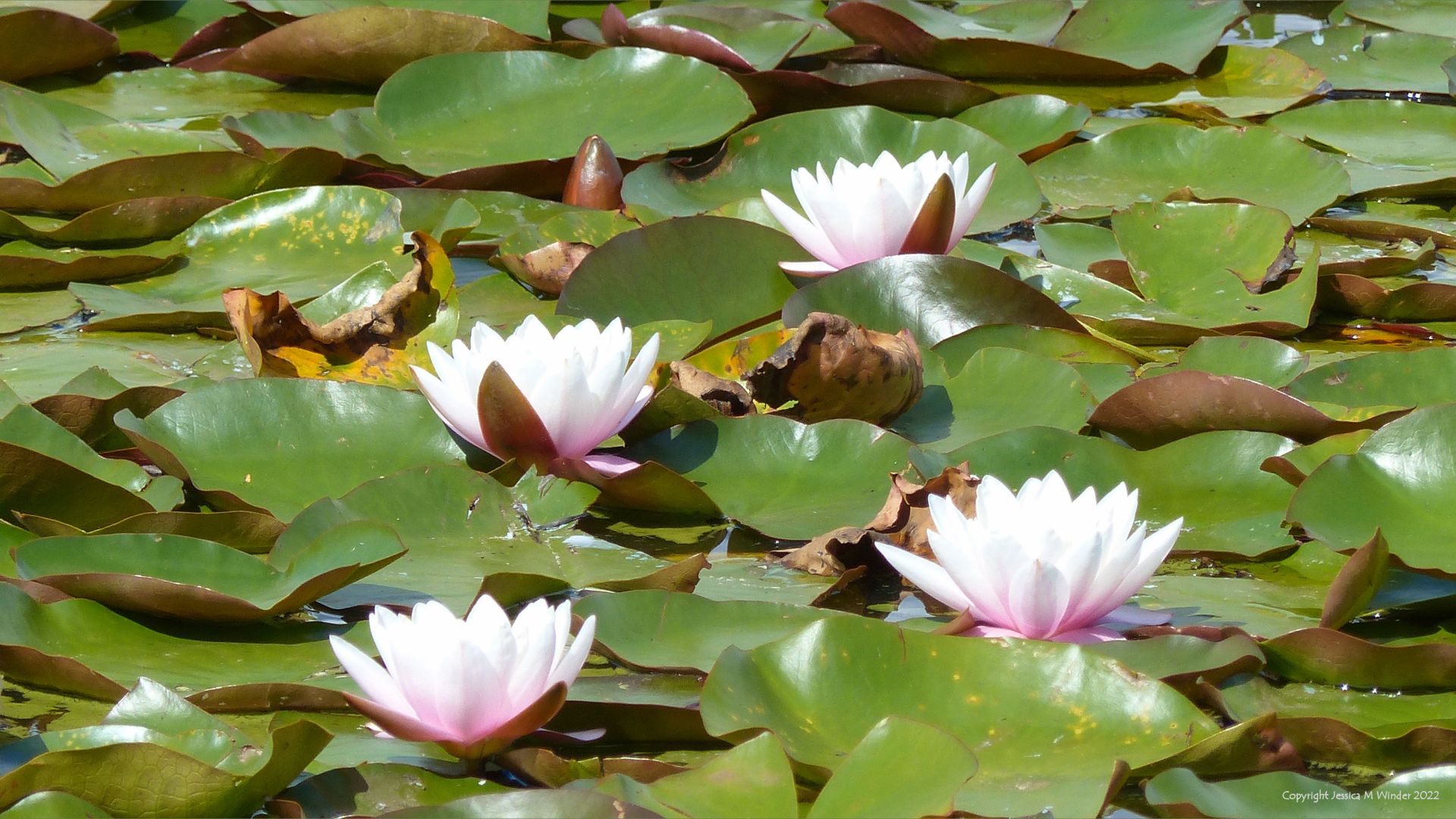 Pink lilies and green lily pads