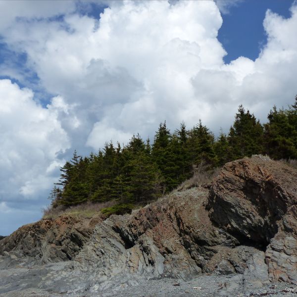 Weathering mudstone rock strata and pine trees on the coast in Nova Scotia