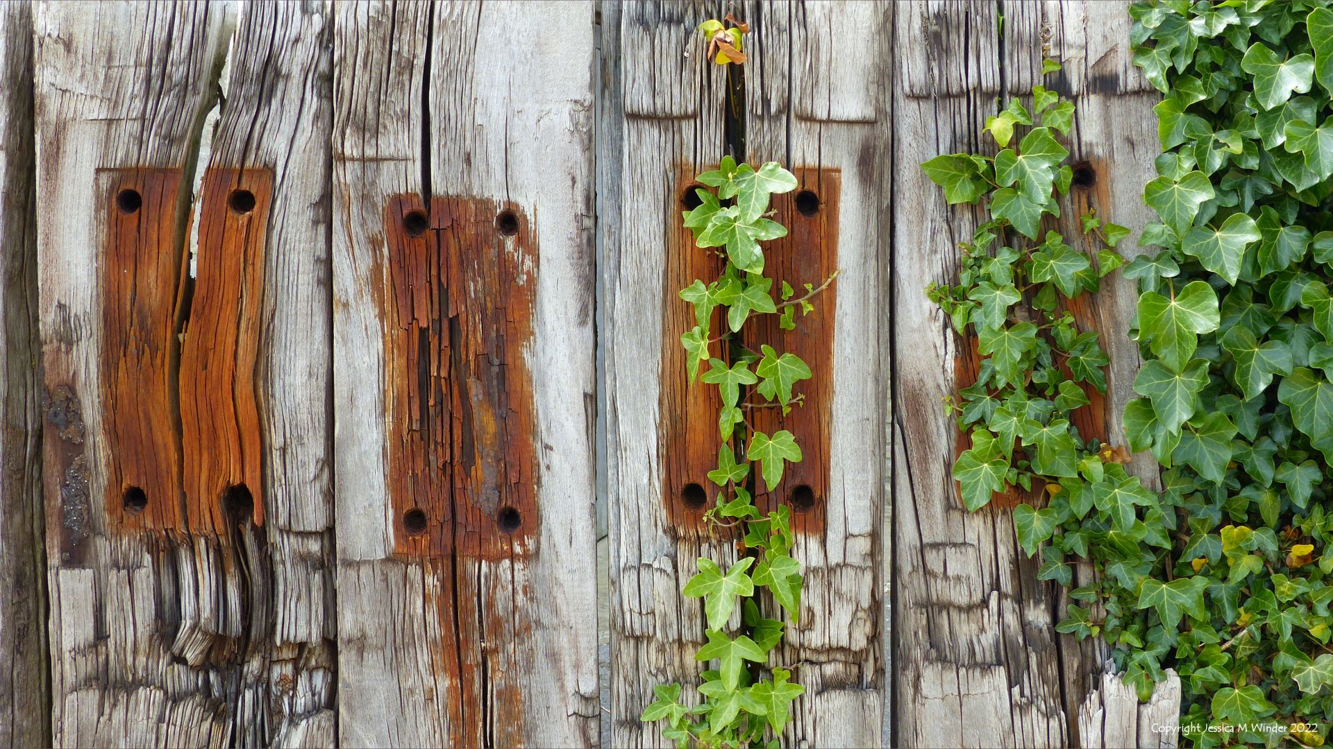 Old, weathered timber railway sleepers with rust stains, holes, bitumen, and green ivy leaves