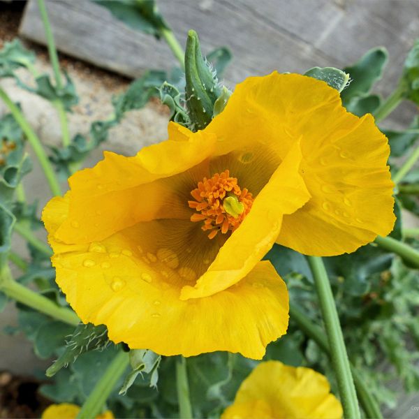 Detail of the centre of a yellow flower with rain drops on petals