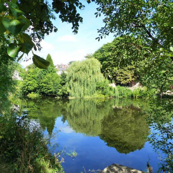 Riverbank trees and their reflections in the water