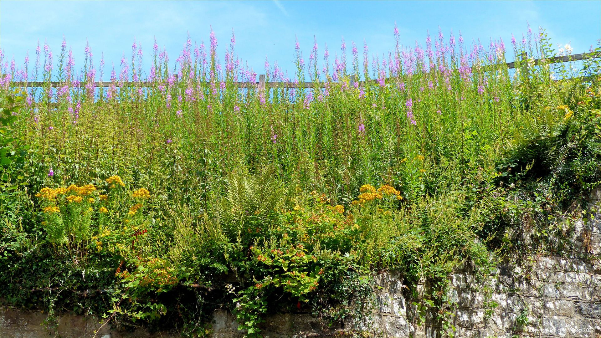 Pink and yellow wild flowers growing on a canal-side embankment