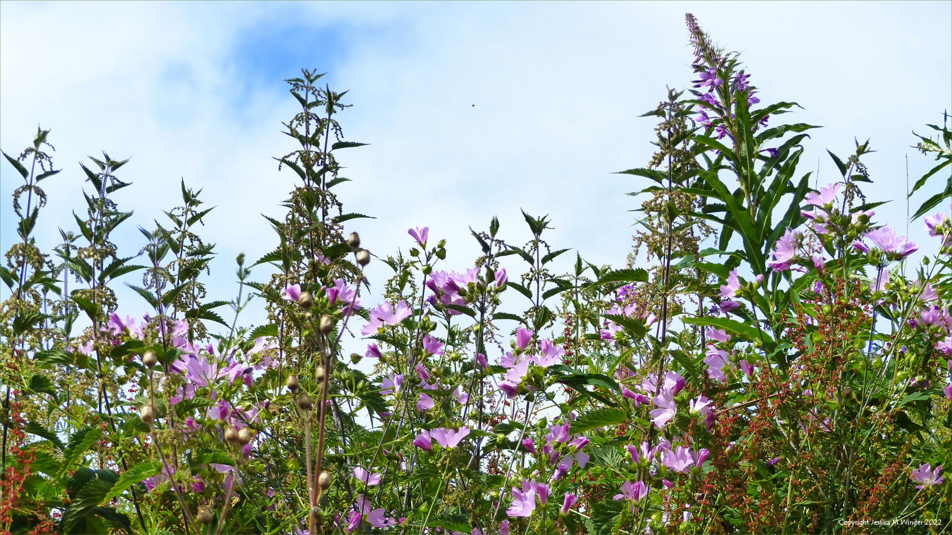 Pink flowers against a summer blue sky with clouds