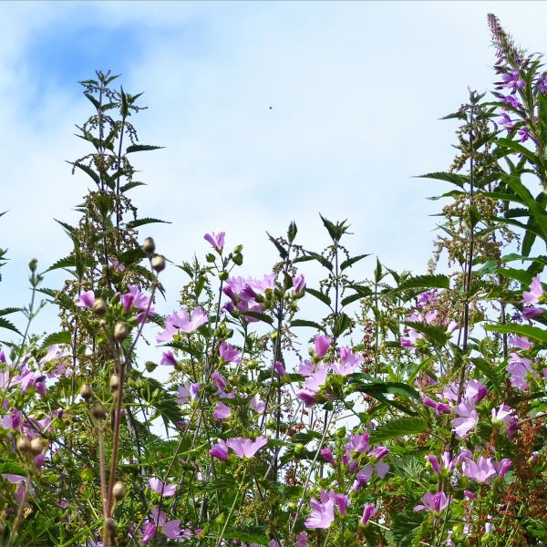 Pink flowers against a summer blue sky with clouds