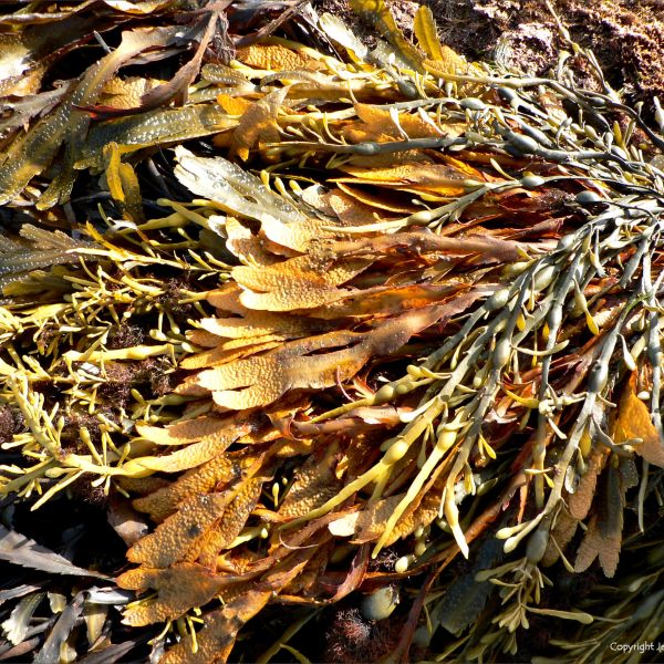 Natural textures of strandline seaweeds on the seashore