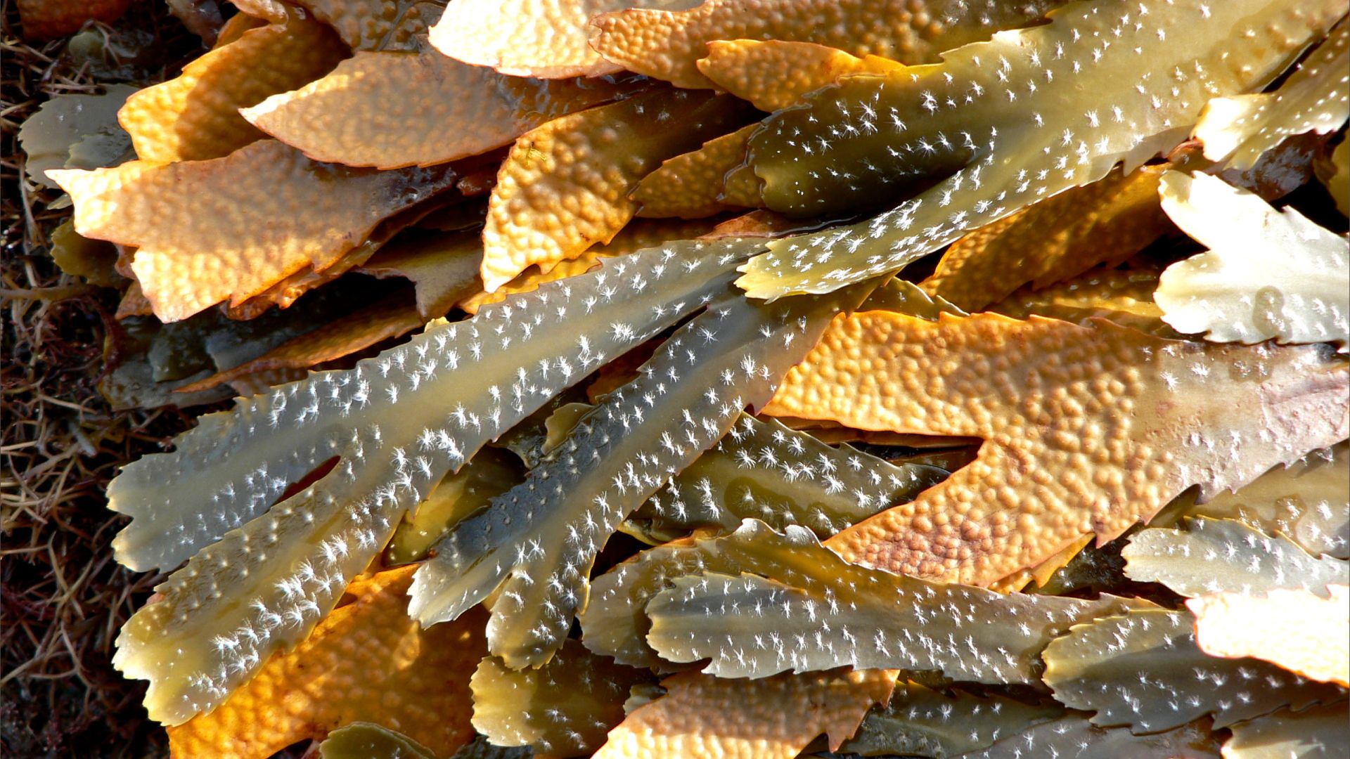 Natural textures of strandline seaweeds on the seashore